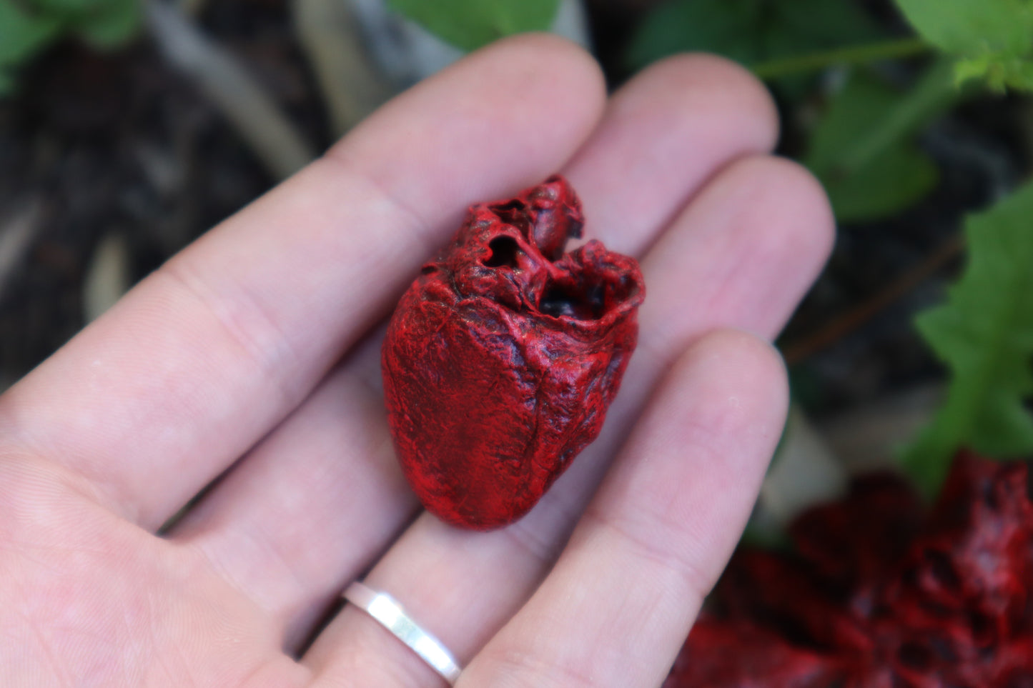 Reserved for Brandon - Dry Preserved Juvenile Bobcat Heart and Lungs