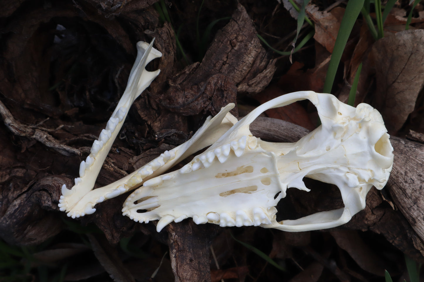 Juvenile Opossum Skull