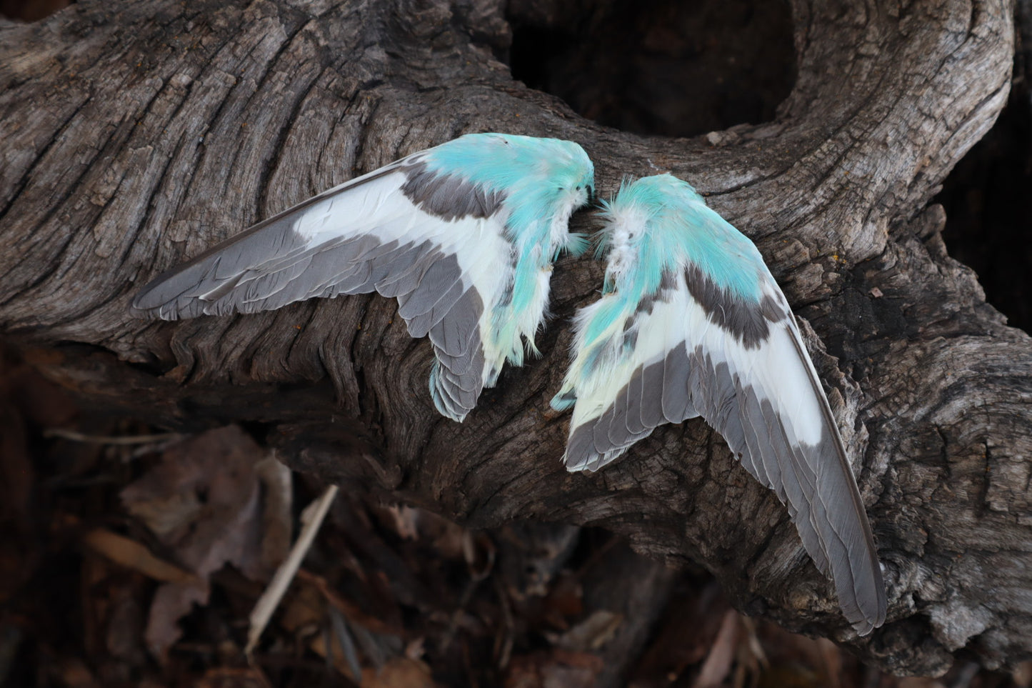 Reserved For Jeromy - Dry Preserved Parakeet Wings