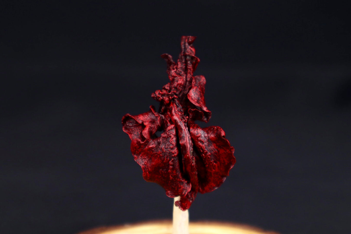 Dry Preserved Kitten Lungs in Glass Dome