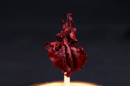 Dry Preserved Kitten Lungs in Glass Dome