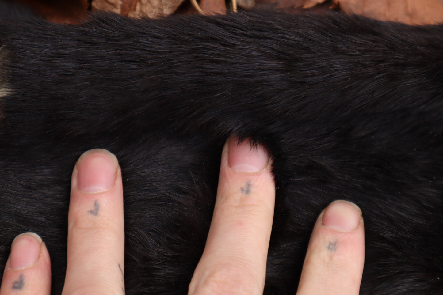 Black Mink Lifesize Pelt