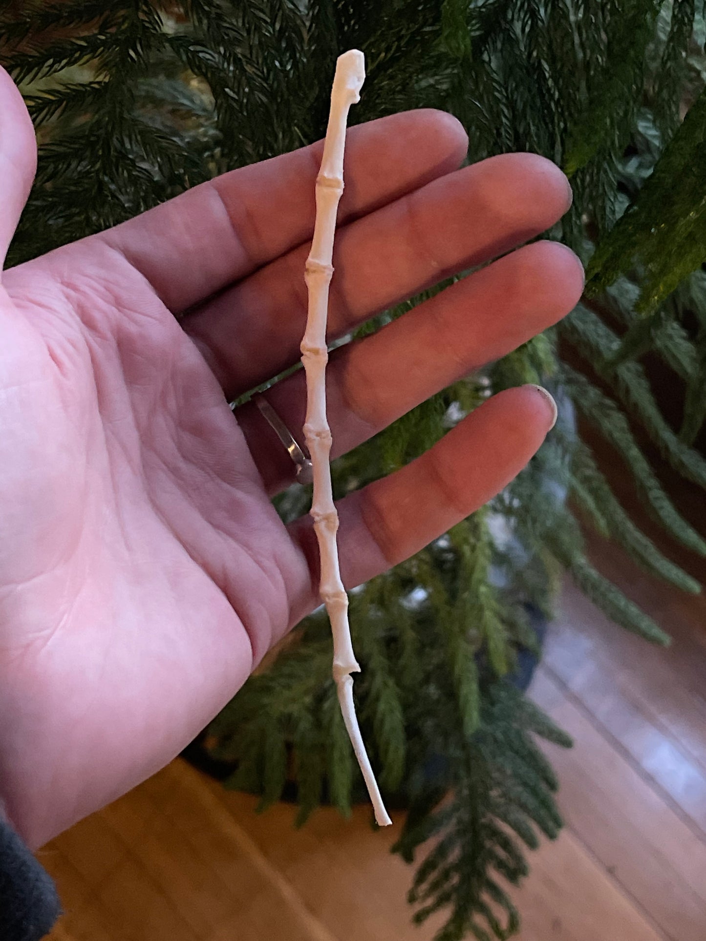 Reserved for Erin - Articulated Red Fox Sternum