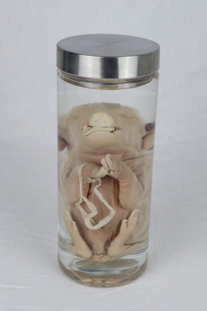 Reserved For Istas Love - Wet Specimen Piglet with Congenital Disorders