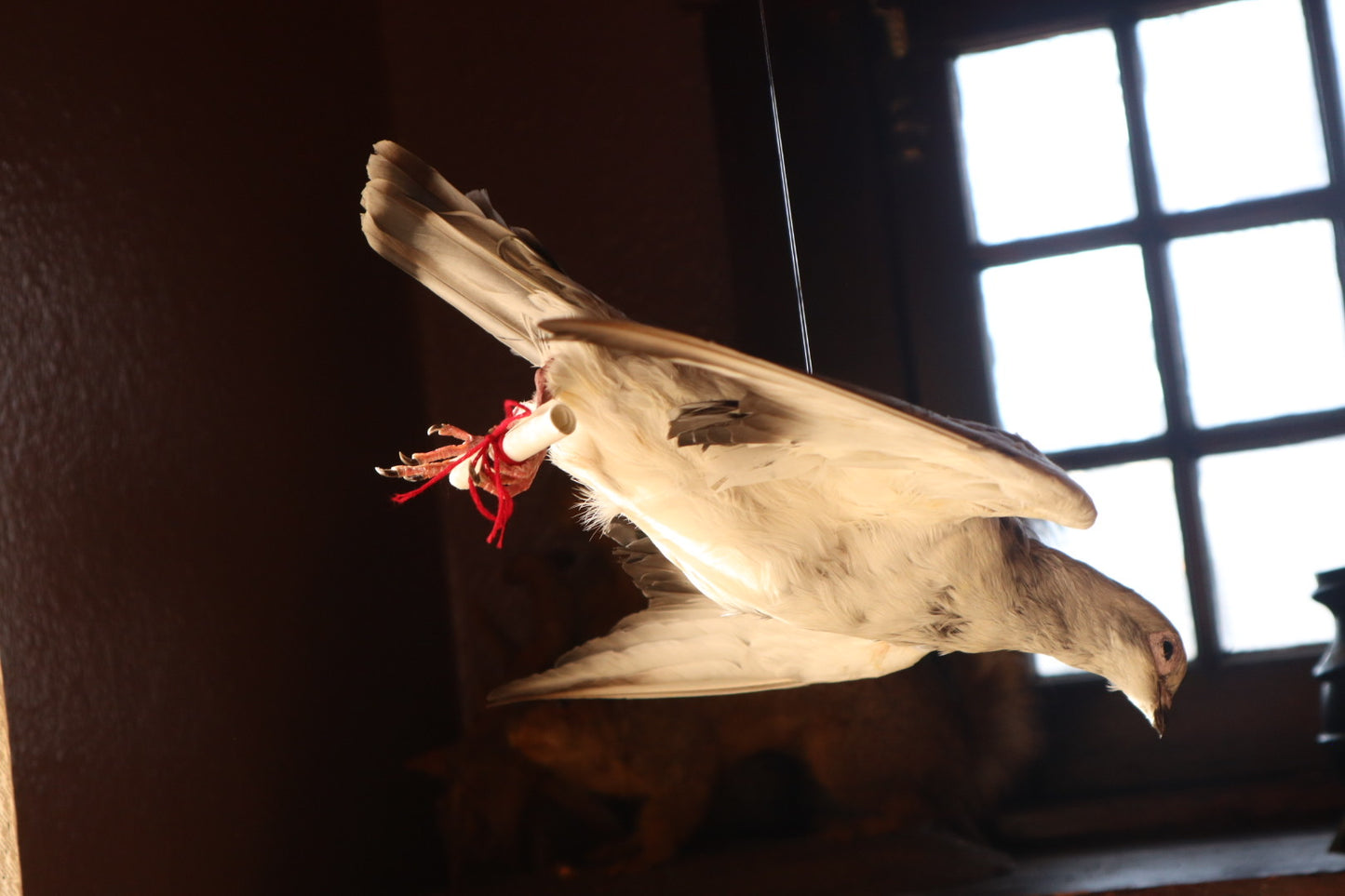Taxidermy Pigeon