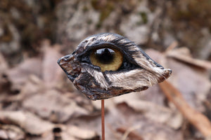 Reserved for Remi - Dry Preserved Gray Wolf Eye