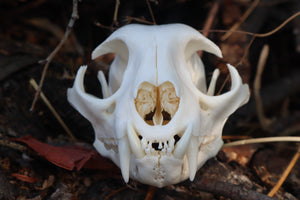 Reserved for Cora - Geriatric Bobcat Skull