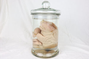 Reserved For Brianna - Wet Specimen Piglet with Congenital Disorders