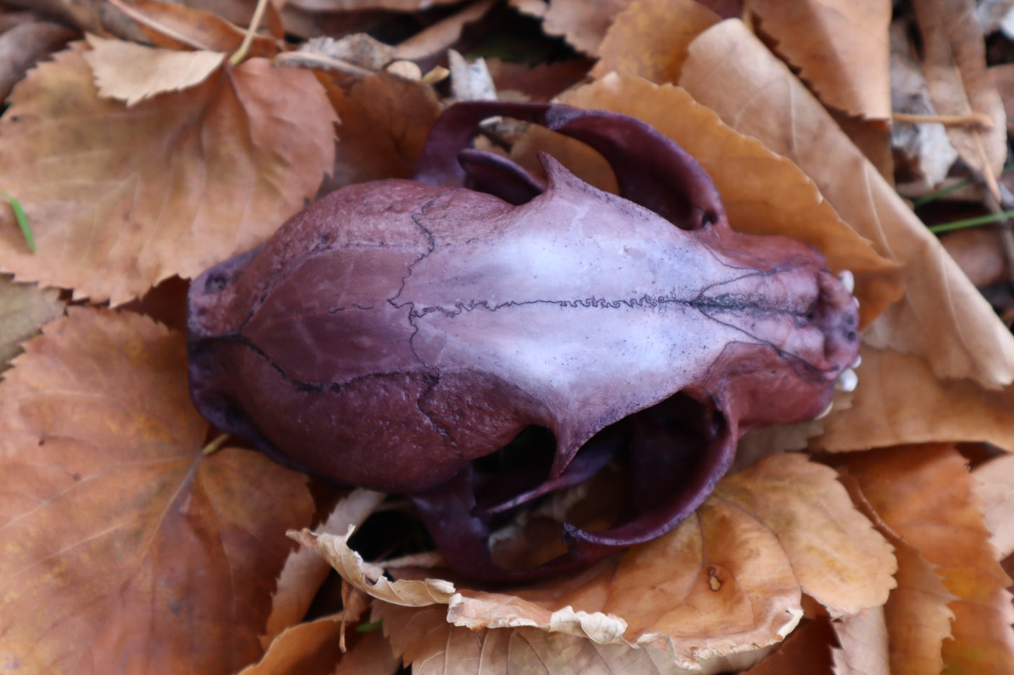 Reserved for Allie - Naturally Stained Alaskan Lynx Skull