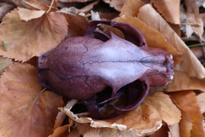 Reserved for Allie - Naturally Stained Alaskan Lynx Skull