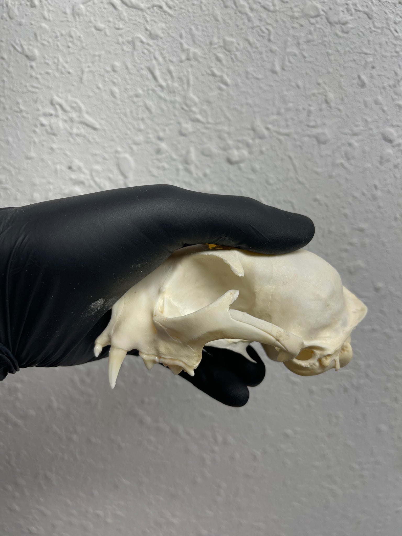 Reserved for Kaitlyn Michelle - Craft Pathological Bobcat Skull