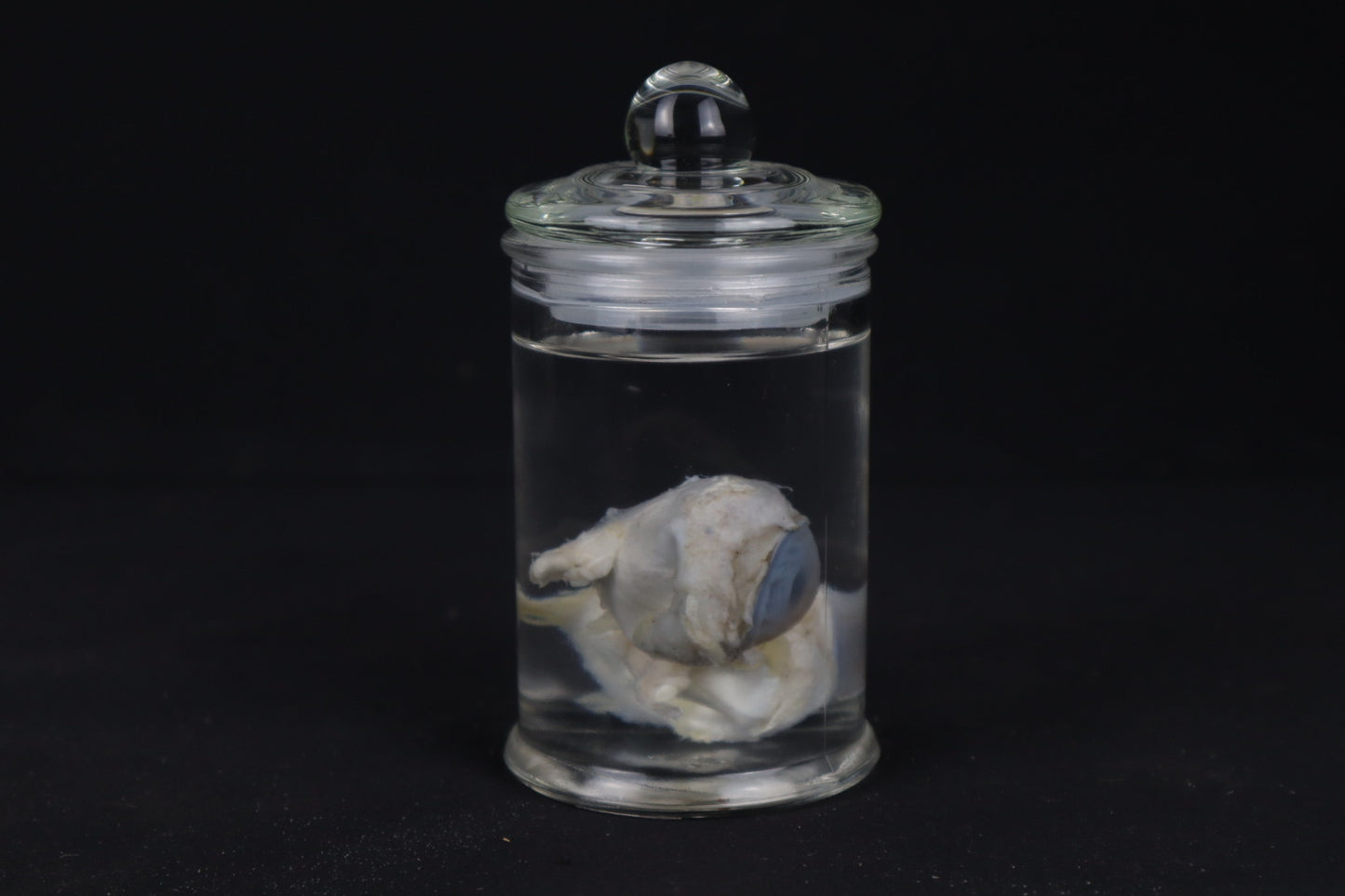 Mountain Lion Eyeballs Wet Specimen