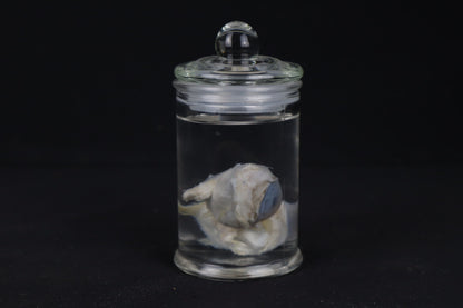 Mountain Lion Eyeballs Wet Specimen
