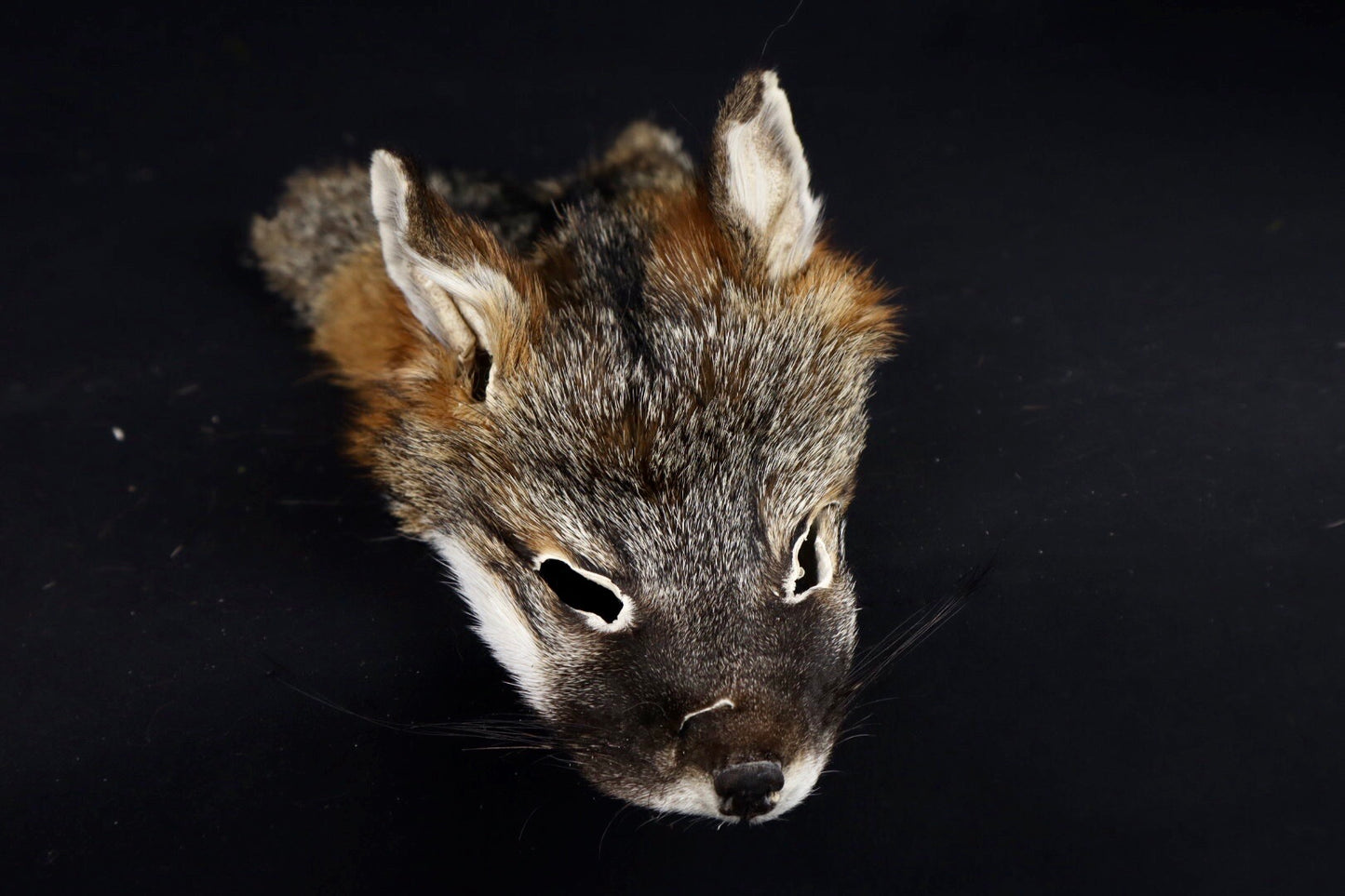 Gray Fox Face/Cape