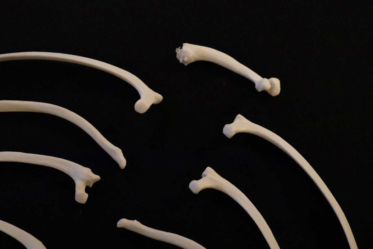 Gray Wolf Rib – Freyja's Forest