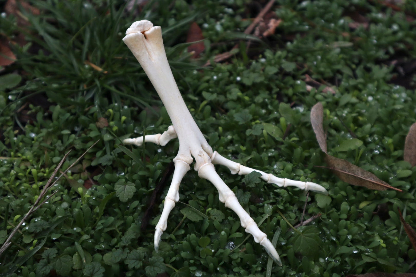 Chicken Foot Articulation