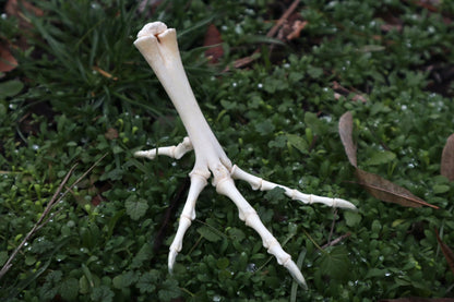 Chicken Foot Articulation