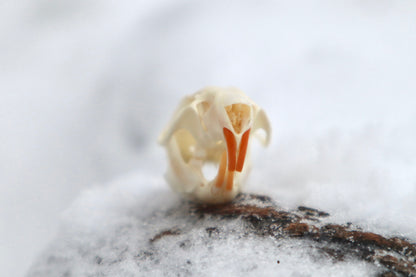 Rat Skull