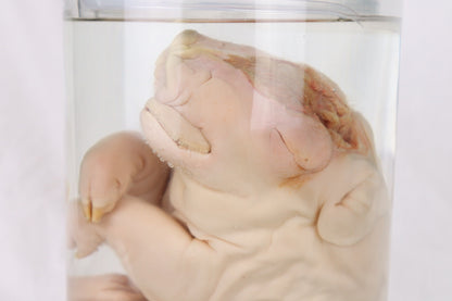 Reserved For Brianna - Wet Specimen Piglet with Congenital Disorders