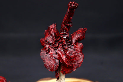 Dry Preserved Red Kangaroo Joey Heart and Lungs in Glass Dome
