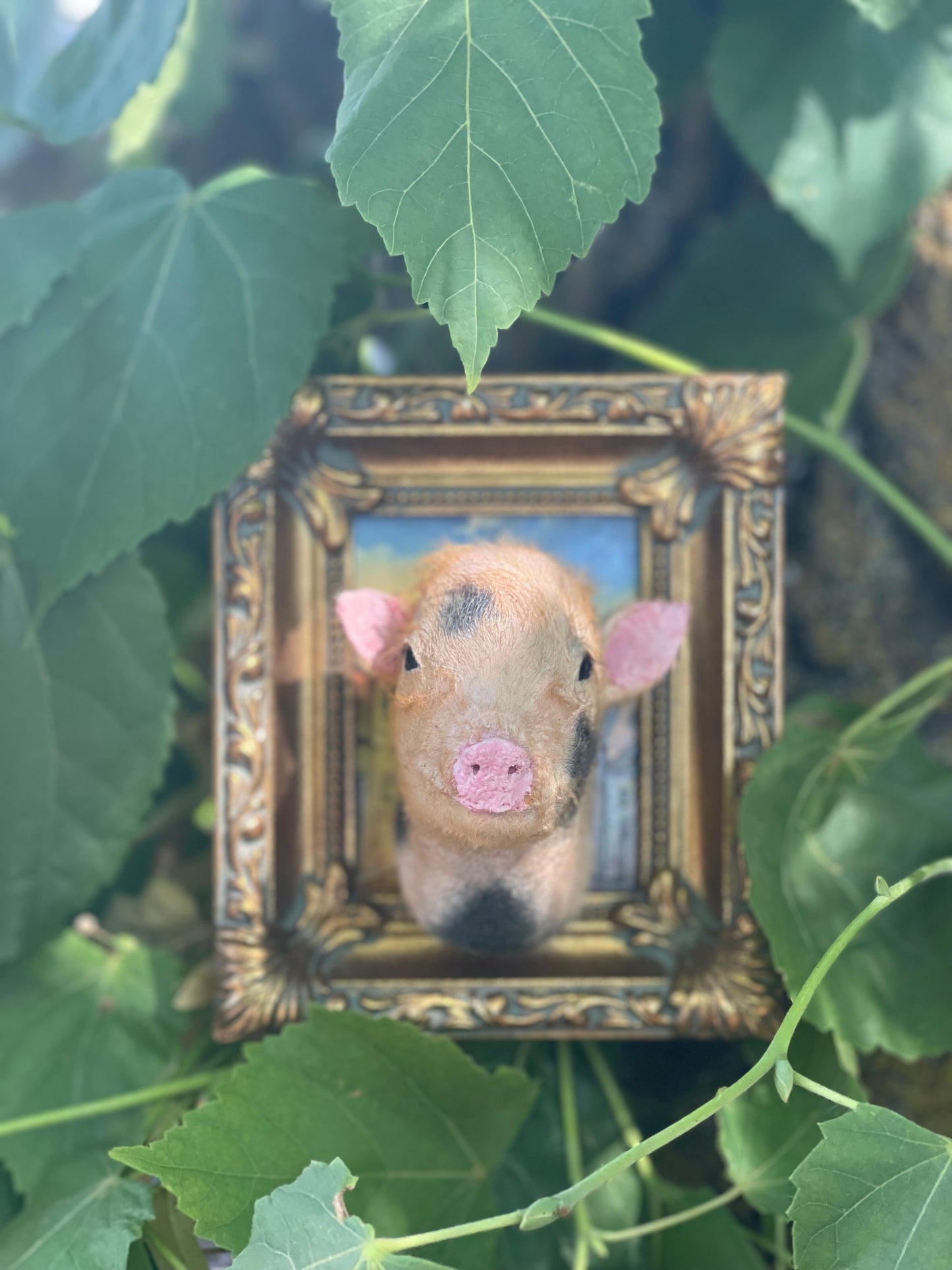 Reserved for Melissa - Framed Taxidermy Piglet