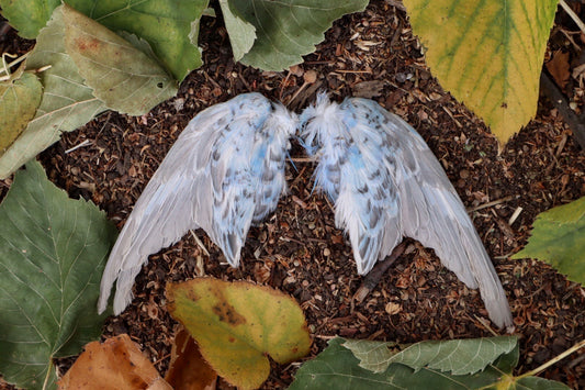 Reserved Budgerigar Wings