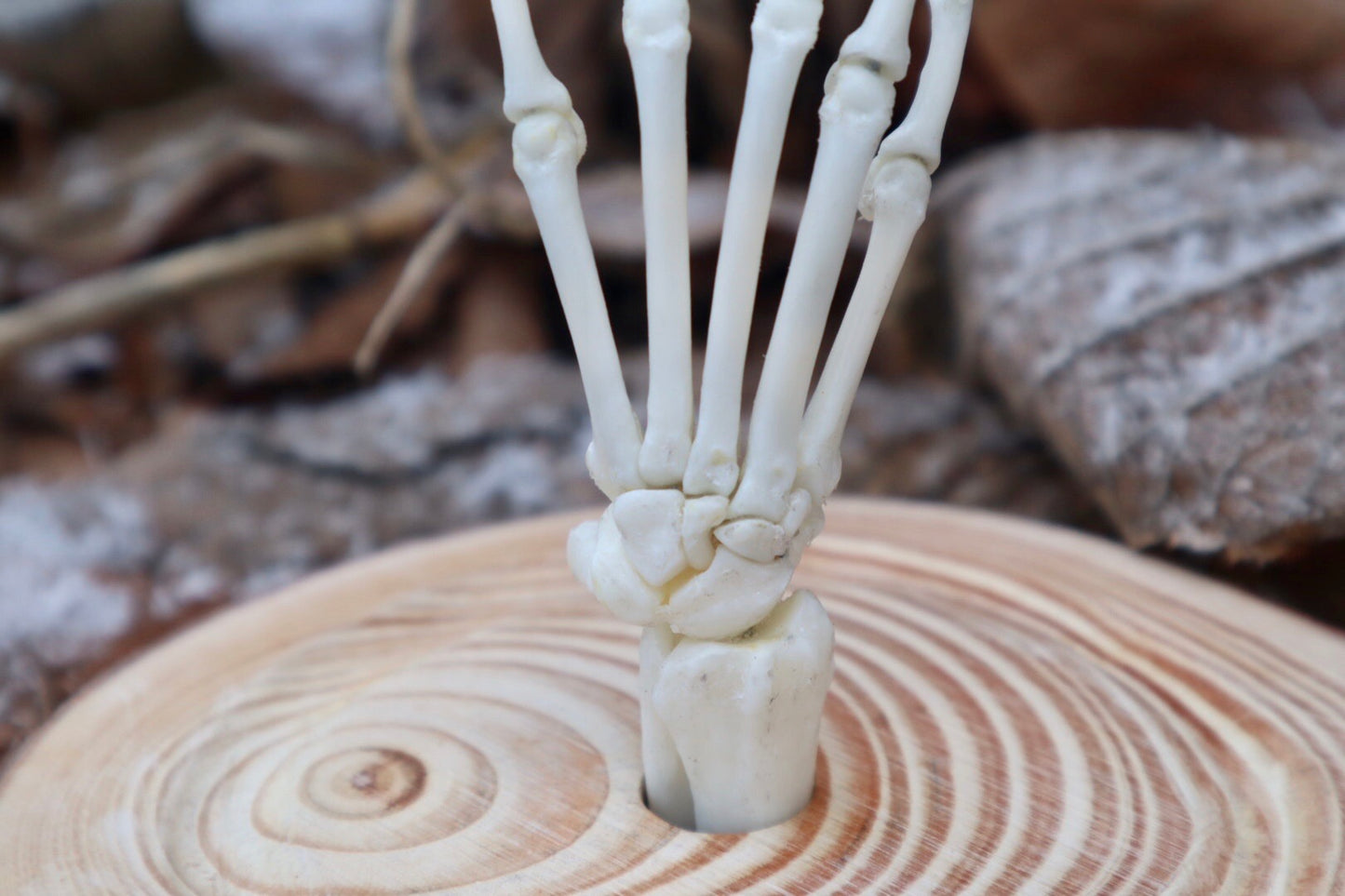 Raccoon Paw Articulation in Glass Dome
