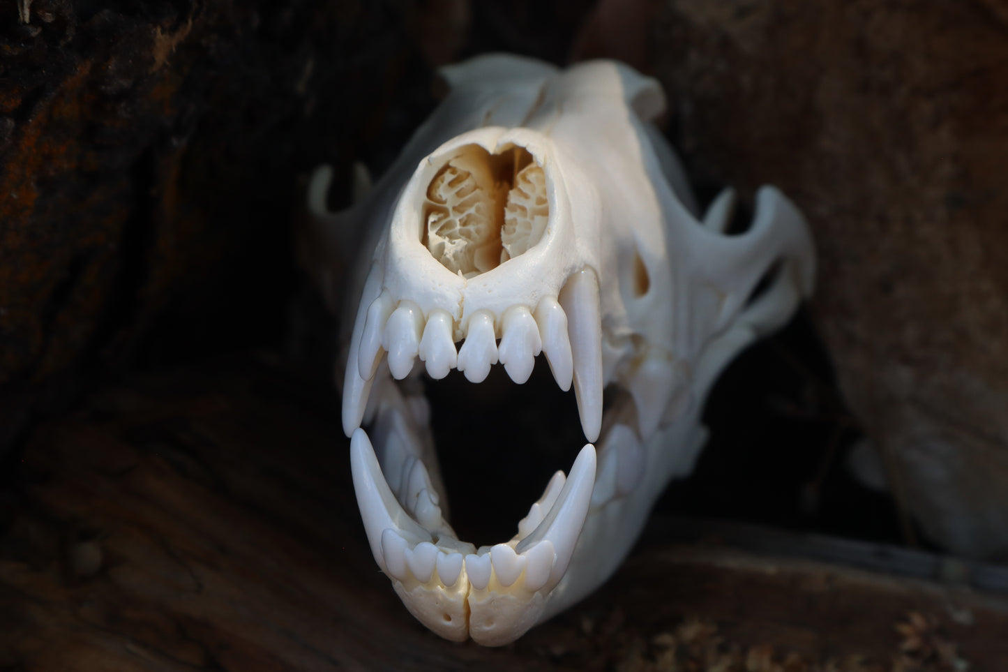Coyote Skull