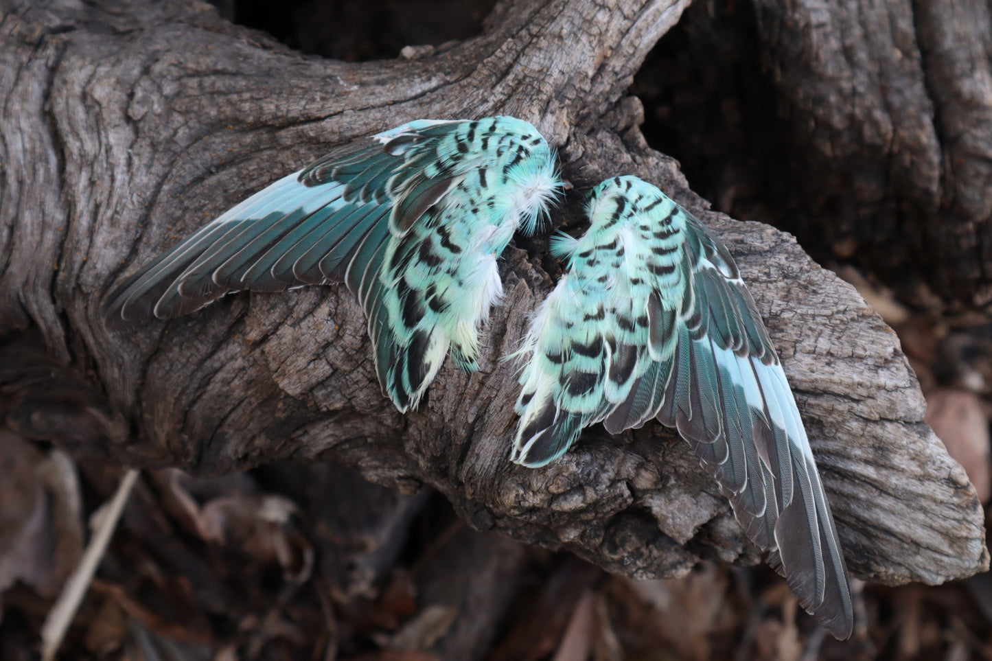 Reserved For Jeromy - Dry Preserved Parakeet Wings