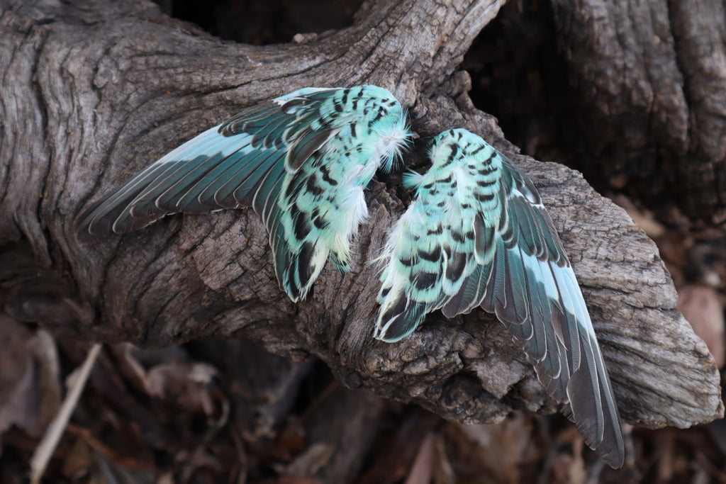 Reserved For Jeromy - Dry Preserved Parakeet Wings