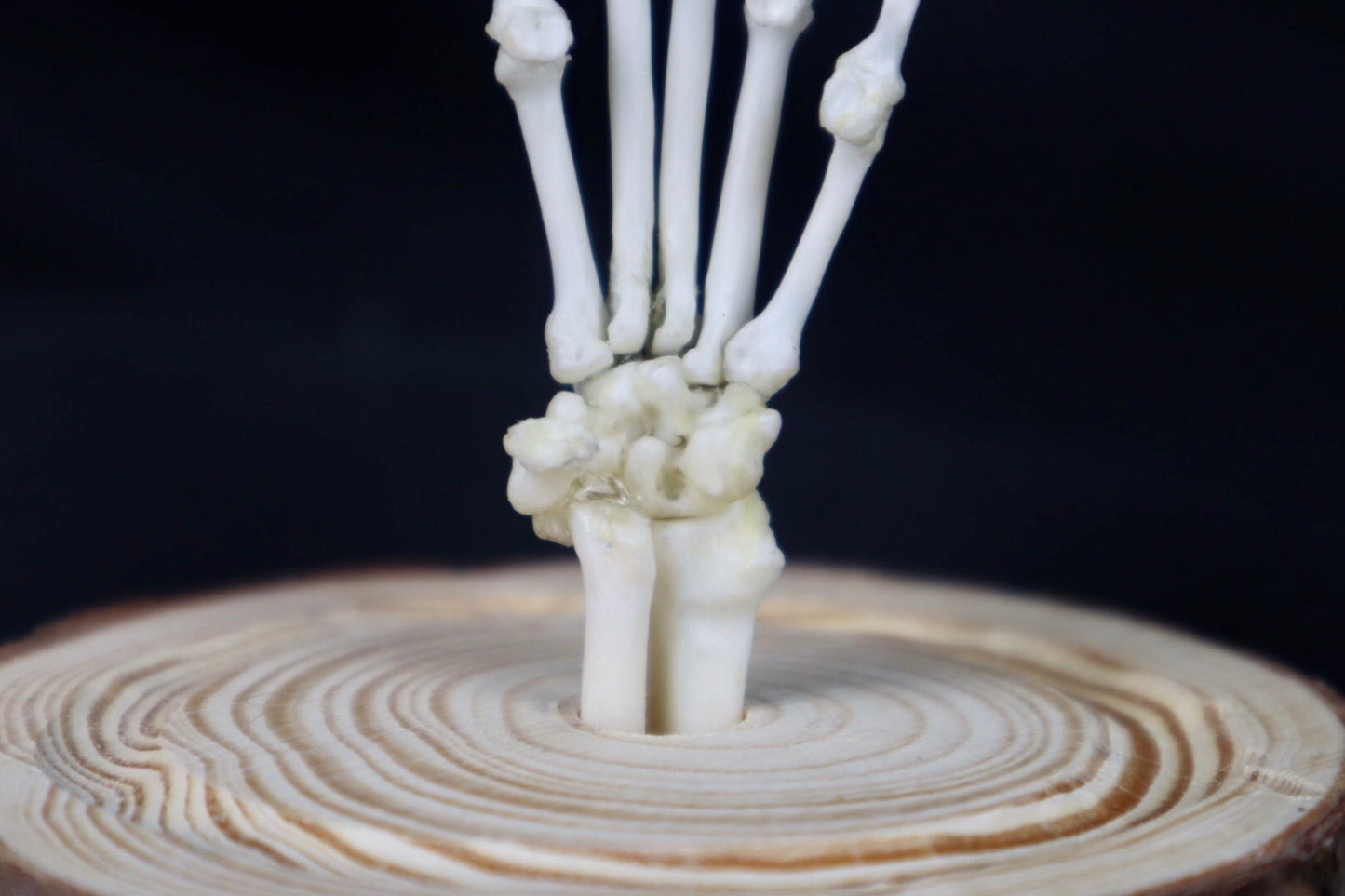Raccoon Paw Articulation in Glass Dome