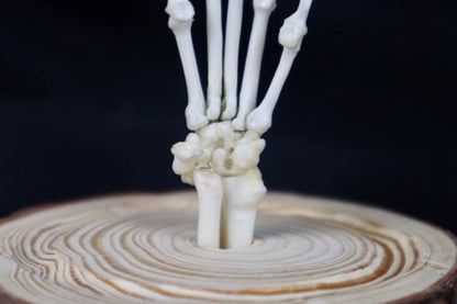 Raccoon Paw Articulation in Glass Dome