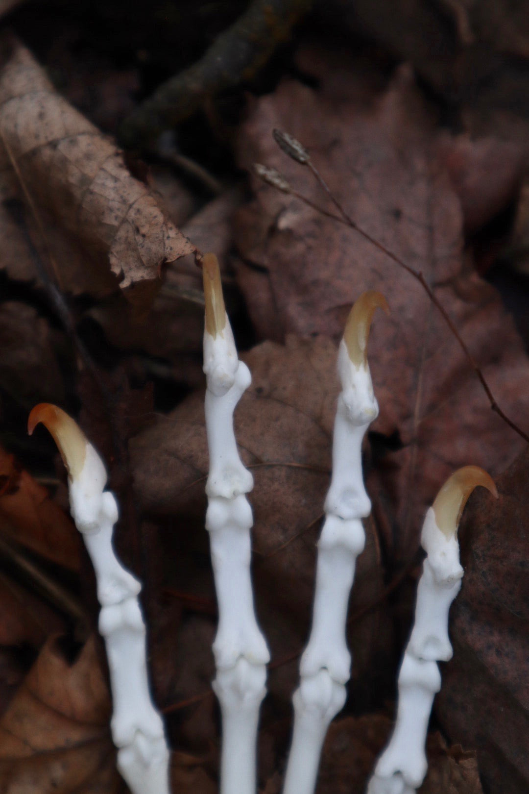 Bobcat Paw Articulation