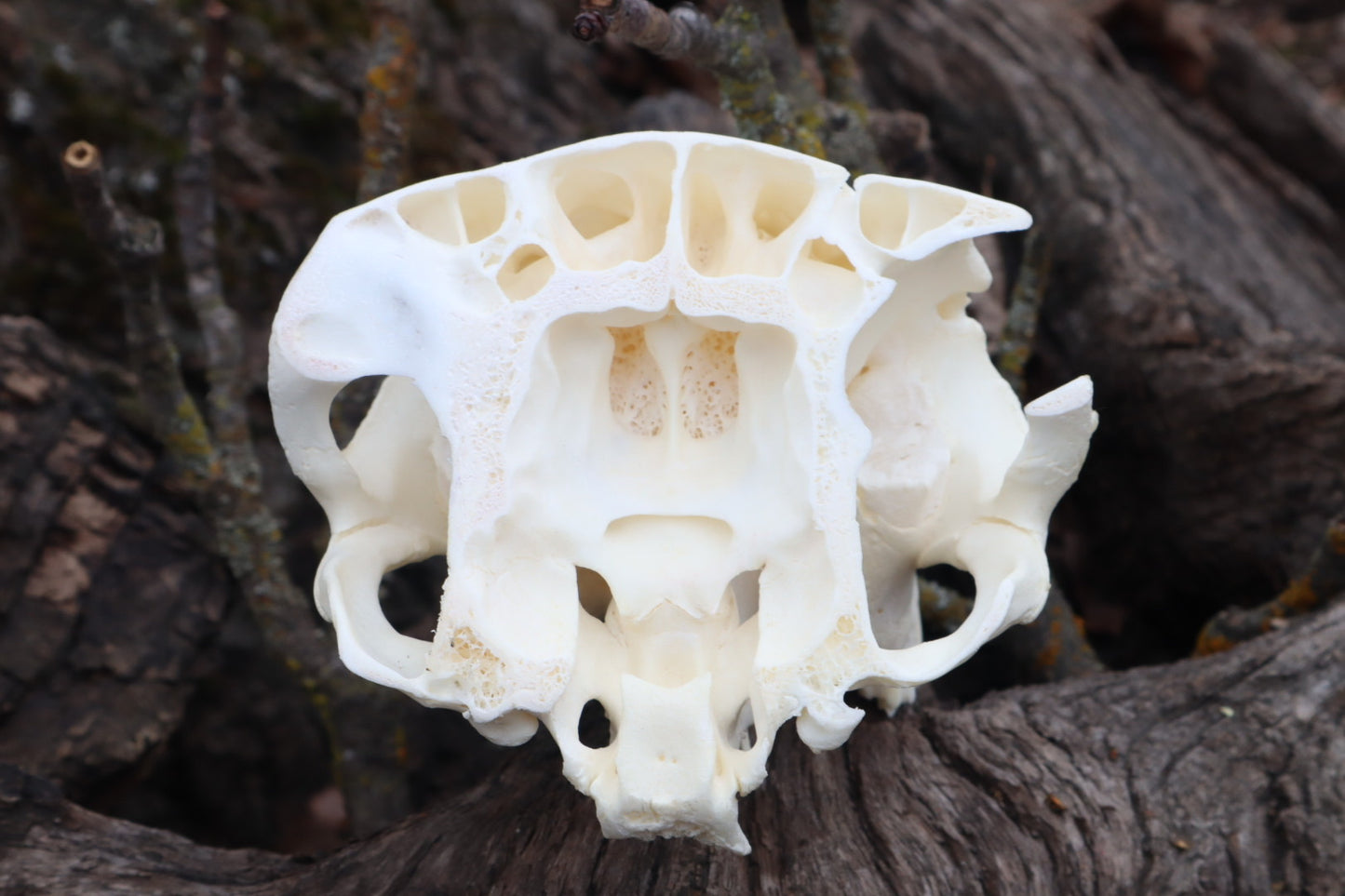 Reserved for Amanda - Partial Goat Skull