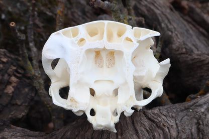 Reserved for Amanda - Partial Goat Skull