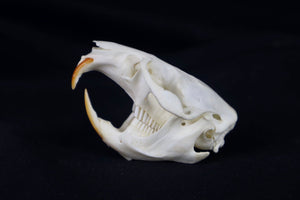 Muskrat Skull