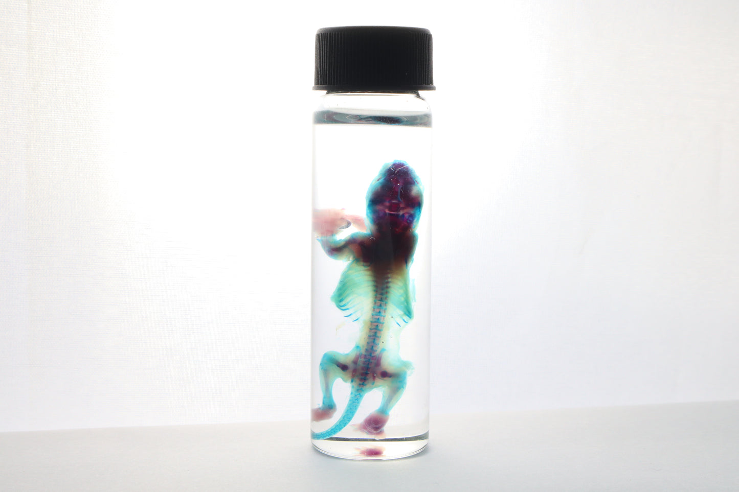 Reserved for Gabi - Diaphonized Baby Mouse