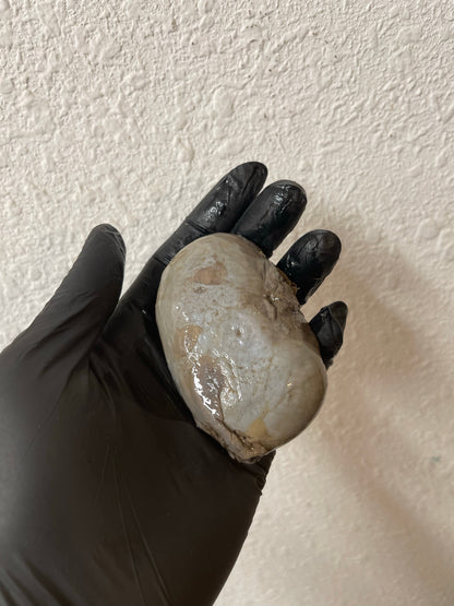 Reserved for Alyssa - Wet Specimen Gray Wolf Kidneys