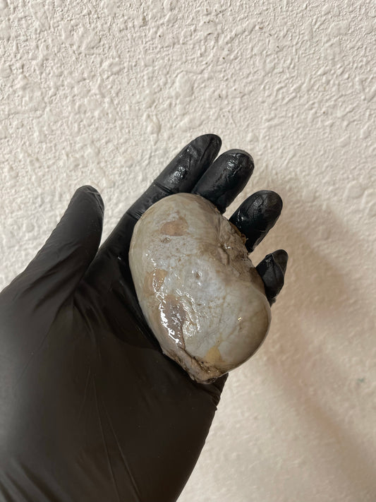 Reserved for Alyssa - Wet Specimen Gray Wolf Kidneys