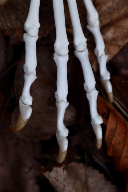 Bobcat Paw Articulation