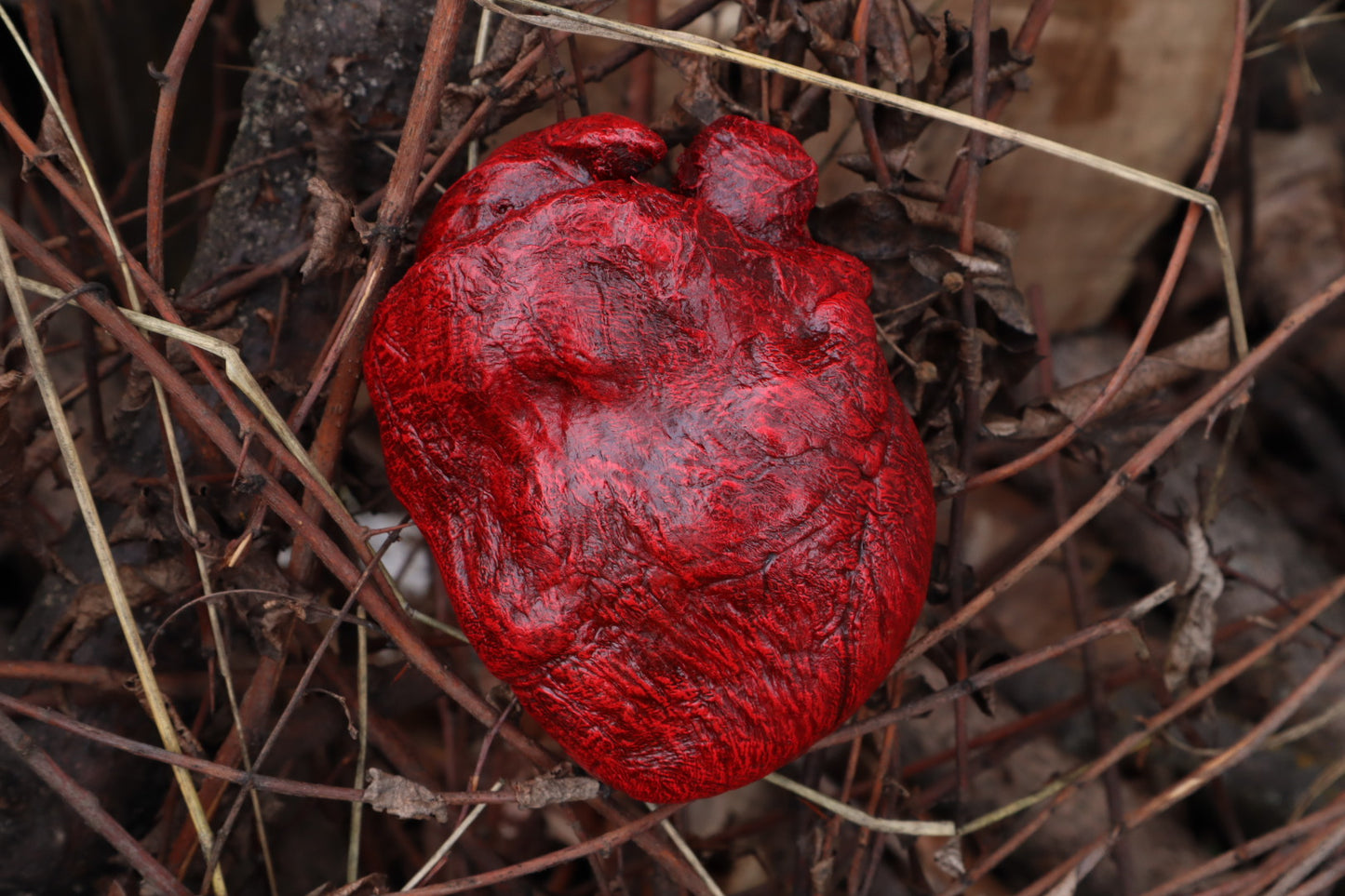 Dry Preserved Gray Wolf Heart
