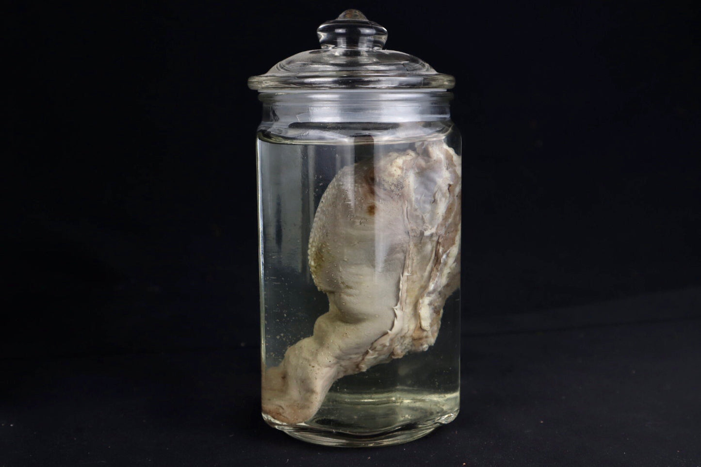 Domestic Goat Tongue Wet Specimen