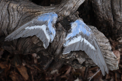 Reserved For Allie - Dry Preserved Parakeet Wings