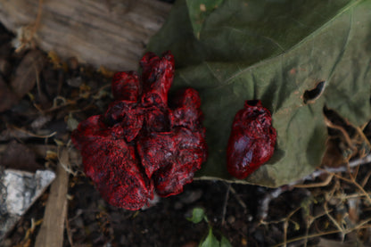 Reserved for Brandon - Dry Preserved Raccoon and Baby Rabbit Heart and Lungs