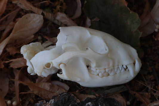 Reserved for Meg - Craft Raccoon Skull