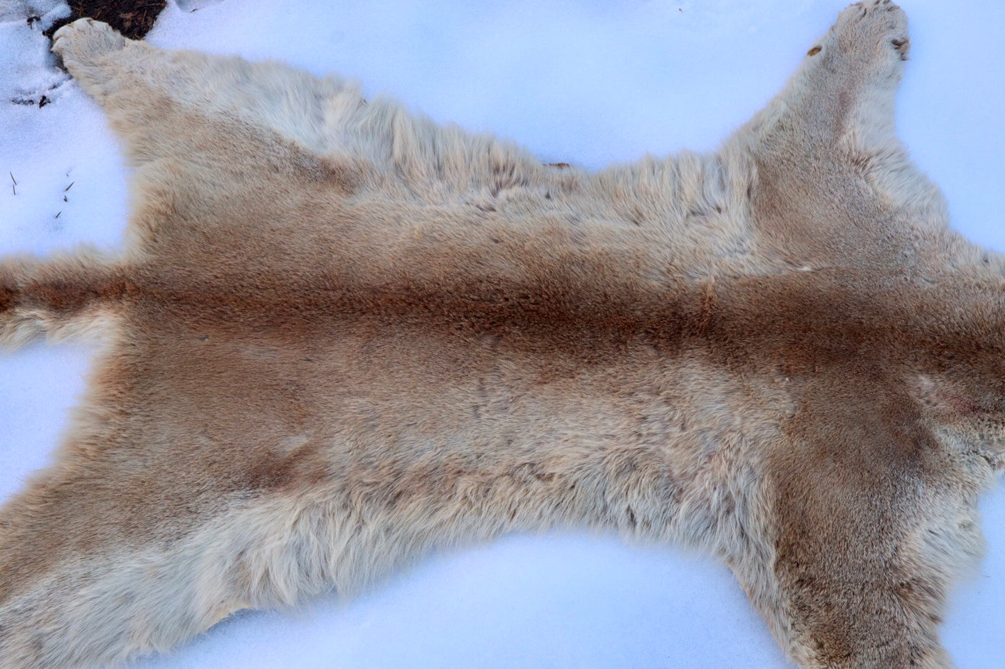 Lifesize Mountain Lion Pelt - Refurbished 1950s Vintage