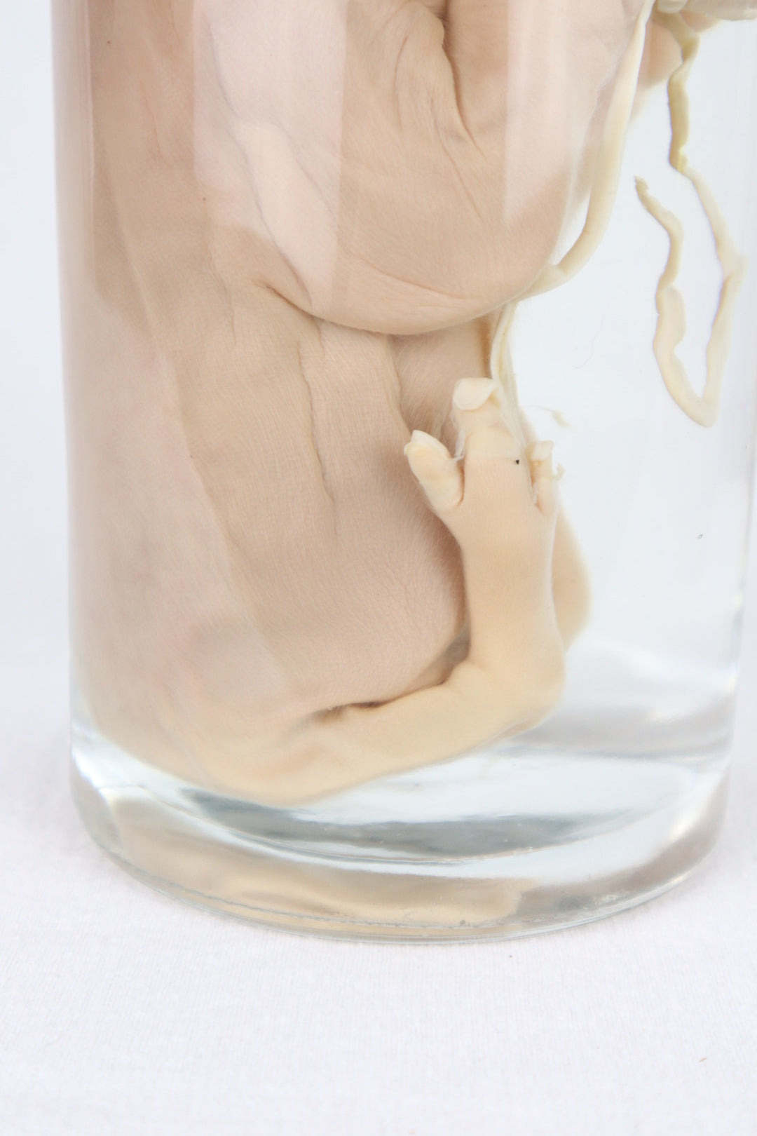 Reserved For Istas Love - Wet Specimen Piglet with Congenital Disorders