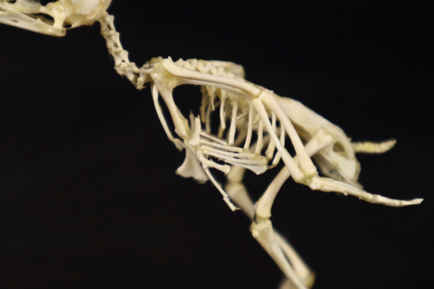 Sub-Adult Chicken Articulation in Glass Display Case