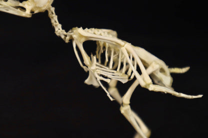 Sub-Adult Chicken Articulation in Glass Display Case