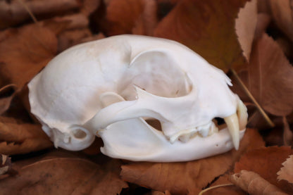 Alaskan Lynx Skull